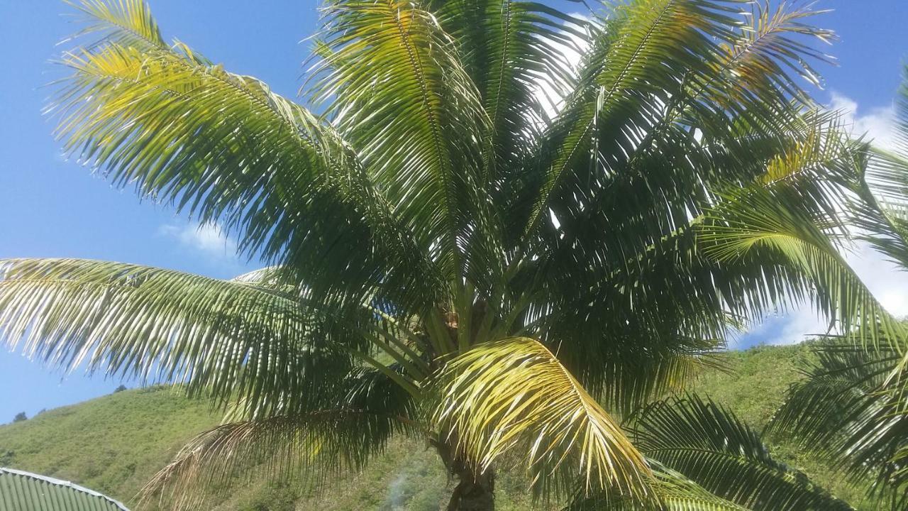 Location " La Pirogue " Maison D'Hotes A Moorea Haapiti Exteriör bild
